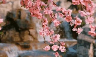 早上好初九图片 早上好初九图片