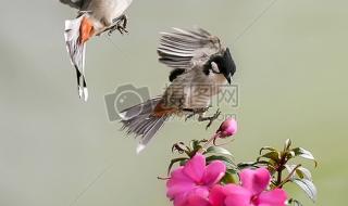 QQ空间图像 QQ空间图像